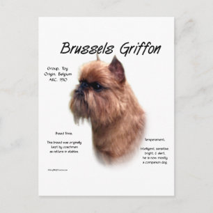 Rough Brussels Griffon History Postkarte