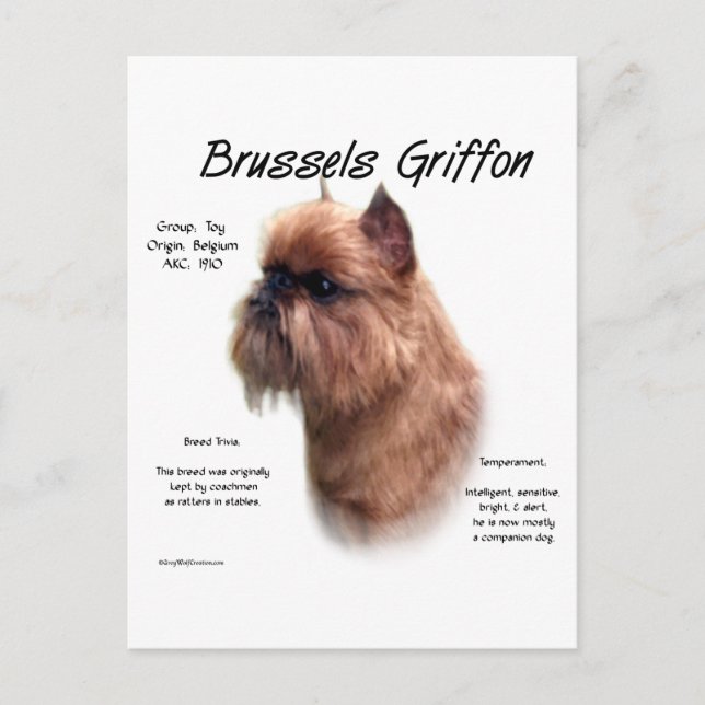 Rough Brussels Griffon History Postkarte (Vorderseite)