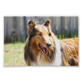 Rough Coat Tricolor Collie Dog Fotodruck