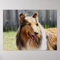 Rough Coat Tricolor Collie Dog