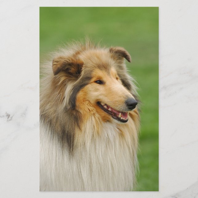 Rough Collie Briefpapier (Vorderseite)