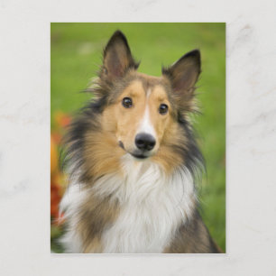 Rough Collie, dog, animal Postkarte