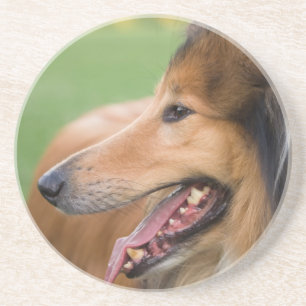 Rough Collie Face Sandstein Untersetzer