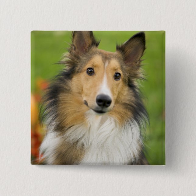 Rough Collie, Hund Button (Vorderseite)