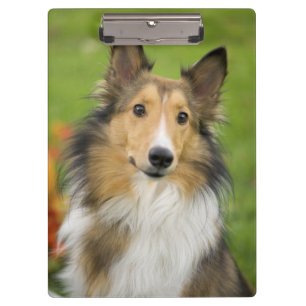 Rough Collie, Hund Klemmbrett