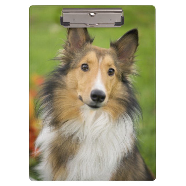 Rough Collie, Hund Klemmbrett (Vorderseite)