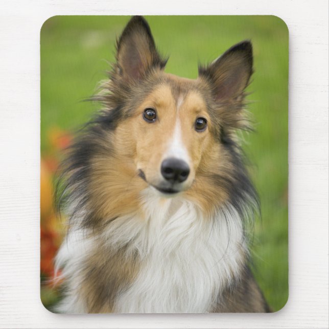 Rough Collie, Hund Mousepad (Vorne)