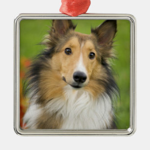 Rough Collie, Hund Ornament Aus Metall