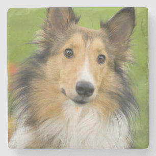 Rough Collie, Hund Steinuntersetzer