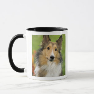 Rough Collie, Hund Tasse