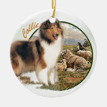 Rough Collie Keeper vom Schafe
