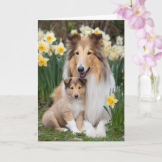 Rough Collie Mom Mother’s Day Love Karte
