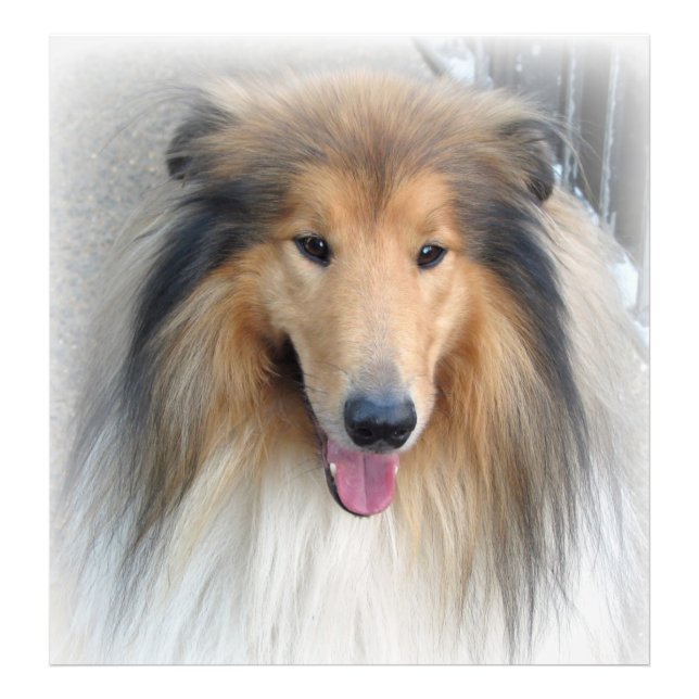 Rough Collie Portrait Fotodruck (Vorne)