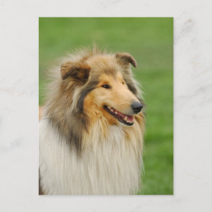 Rough Collie Postkarte