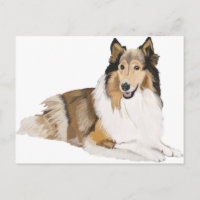 Rough Collie