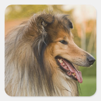 Rough-Collie Quadratischer Aufkleber