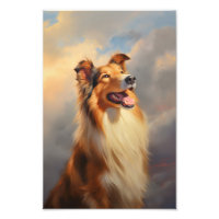 Rough collie / Scottish collie