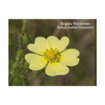 Rough fruited Cinquefoil VA Wildblume Postkarte