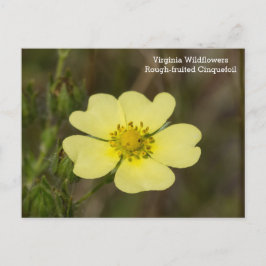 Rough fruited Cinquefoil VA Wildblume Postkarte
