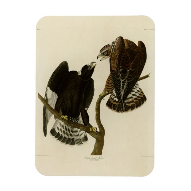 Rough-Leged Falcon - Audubons Vögel in Amerika Magnet (Vertikal)