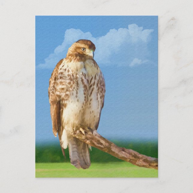 Rough Leged Hawk Postcard Postkarte (Vorderseite)