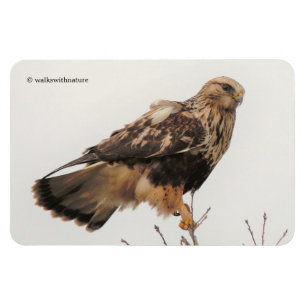 Rough-Legged Hawk im Baum Magnet