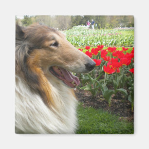 Rough Sable Collie Magnet