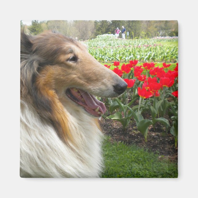 Rough Sable Collie Magnet (Vorne)
