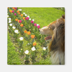 Rough Sable Collie Magnet