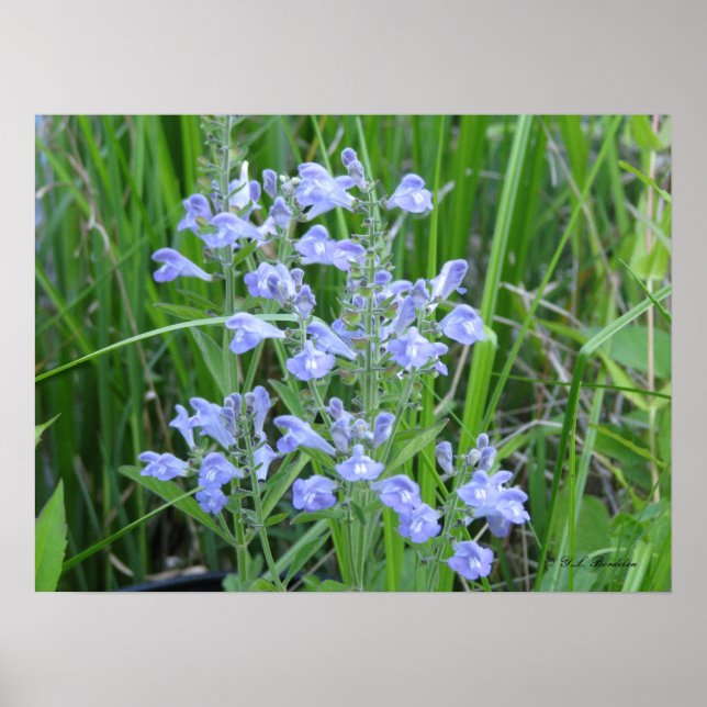 Rough Skullcap, Scutellaria integrifolia Poster (Vorne)