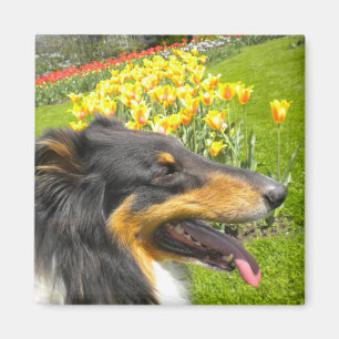 Rough Tri Collie n Tulips Magnet