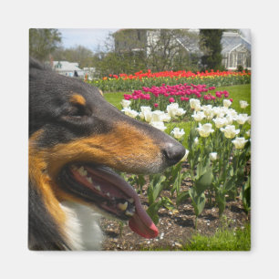 Rough Tri Collie n Tulips Magnet