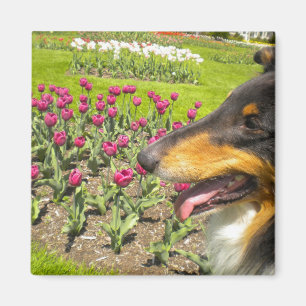 Rough Tri Collie n Tulips Magnet