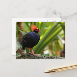 Roul-Roul-Holzpartridge Postkarte