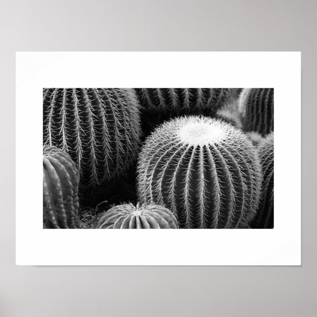Round Cacti Poster (Vorne)