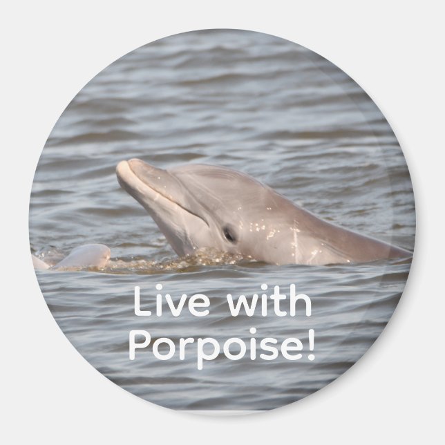 Round Dolphin Magnet (Vorne)