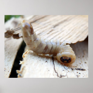 Round-Header-Borer-Poster Poster