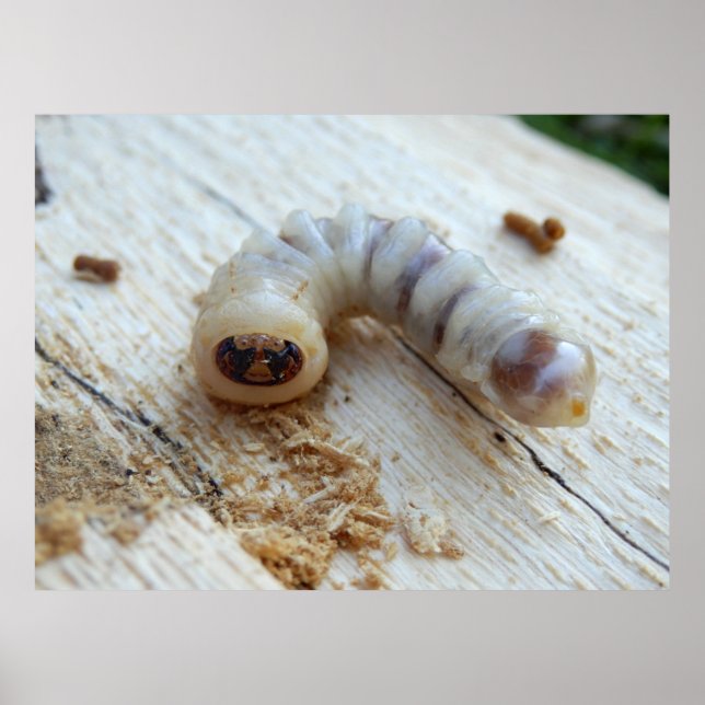 Round-Header-Borer-Poster Poster (Vorne)