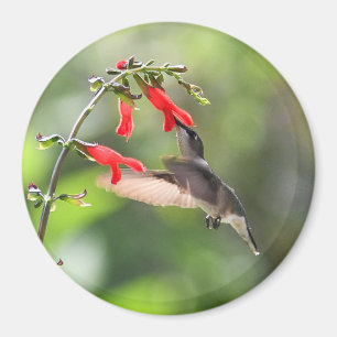 Round Hummingbird Magnet
