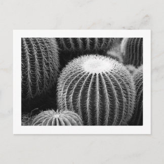 Round Kacti Postkarte