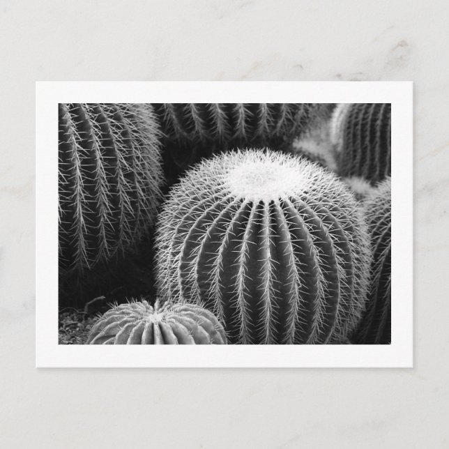 Round Kacti Postkarte (Vorderseite)