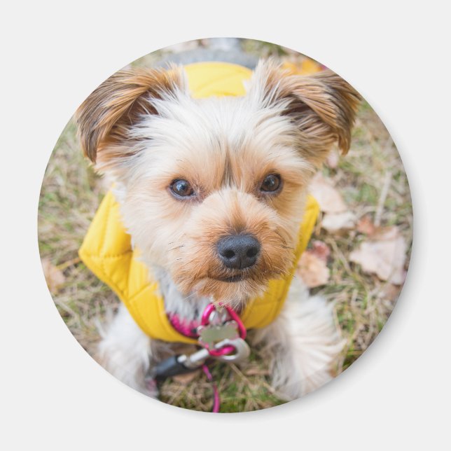 Round Magnet (Vorne)