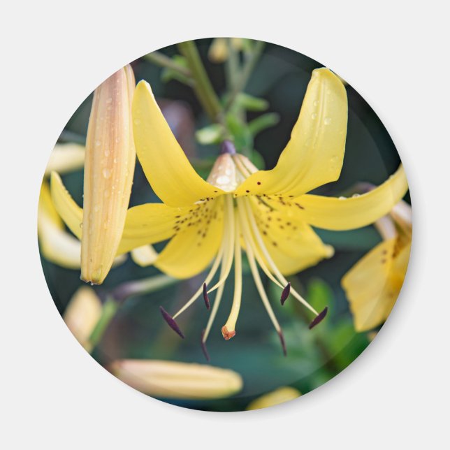 Round Magnet (Vorne)