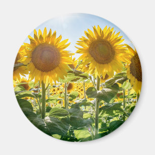 Round Magnet