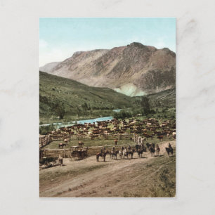 Round Up (Colorado, 1898) Postkarte