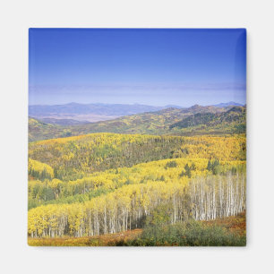 Routinewald im Herbst, in der Nähe Magnet