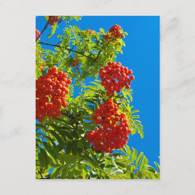 Rowan-Baum mit roten Beeren Postkarte (Vorderseite)