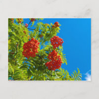 Rowan-Baum mit roten Beeren