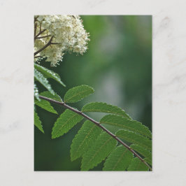 Rowan Blossom Postcard Postkarte