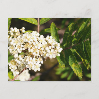 Rowan in Bloom Postkarte